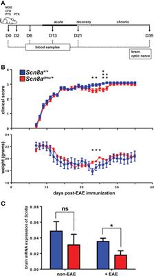 Mice Heterozygous for the Sodium Channel Scn8a (Nav1.6) Have Reduced Inflammatory Responses During EAE and Following LPS Challenge